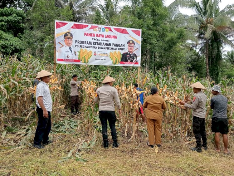 Polres Halmahera Utara Sukses Gelar Panen Raya Jagung Dukung Ketahanan Pangan Nasional