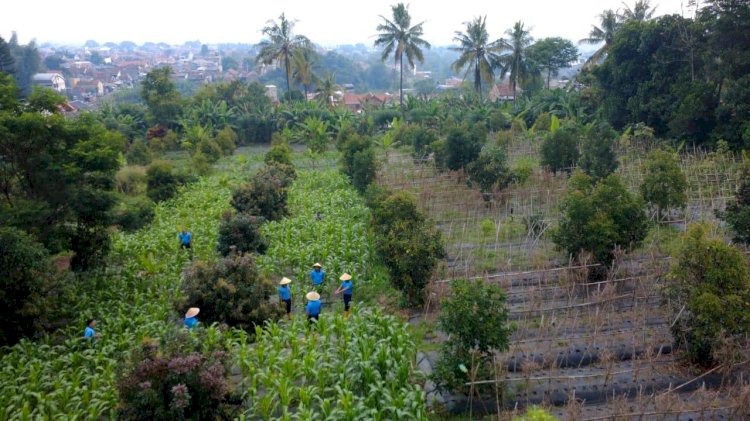 Optimalkan Lahan di Cimahi, Lanud Husein Sastranegara Dukung Ketahanan Pangan