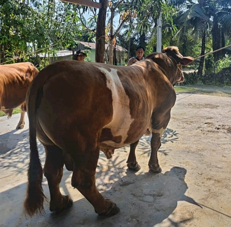 Sapi Milik Bhabinkamtibmas Terpilih Jadi Hewan Kurban Presiden Prabowo di Indragiri Hulu