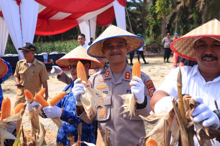 Kapolres Kampar Panen Raya Jagung: Wujud Dukungan Nyata untuk Ketahanan Pangan Nasional