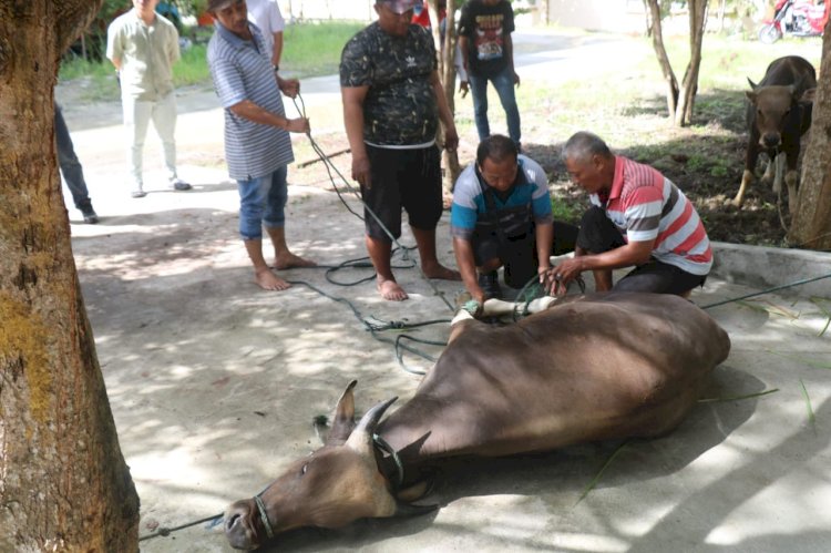 Idul Adha 1446 H, Satgas Gakkum ODC-2025 Sembelih 2 Ekor Sapi di Posko Jayapura