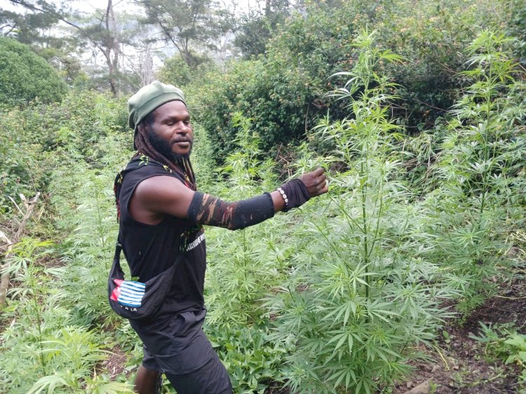 Update Kontak Tembak di Wamena: Satu KKB Tewas Bernama Pionus Gwijangge, Ganja Disita