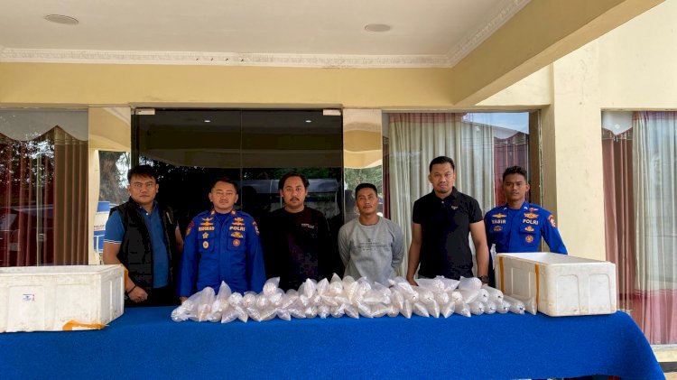 Polairud Baharkam Polri Gagalkan Penyelundupan 11.543 Ekor Benih Lobster di Sukabumi