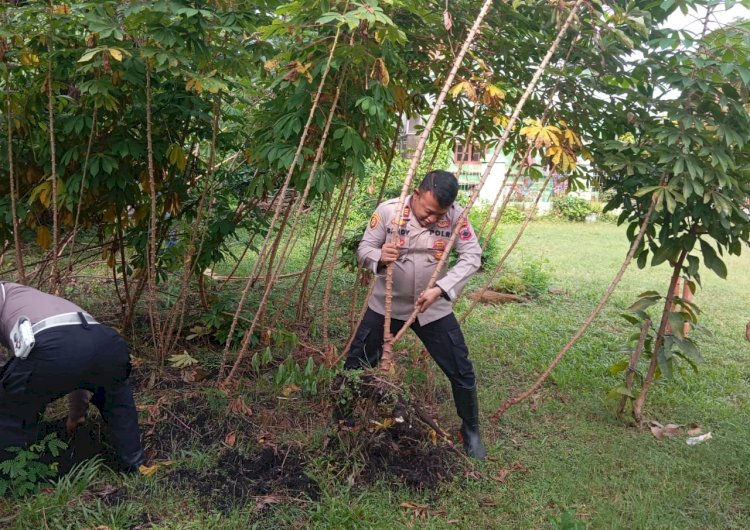 Dari Pemanfaatan Lahan, Polsek Sragi Gelar Panen Raya Ketela