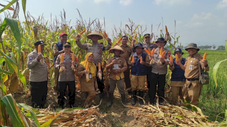 Sinergitas Polri dan Petani Hasilkan 4,5 Ton Jagung Maxi, di Desa Watupayung