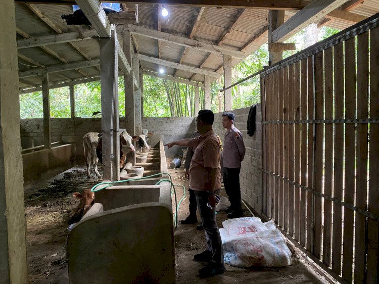 Polsek Musuk Tangani Kasus Pencurian Sapi, Warga Diimbau Tingkatkan Kewaspadaan Lingkungan